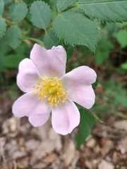 Rosa canina