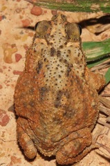 Rhinella major