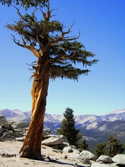 Pinus balfouriana