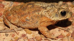 Rhinella major