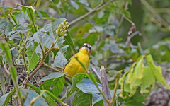 Basileuterus delattrii