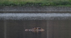 Melanosuchus niger