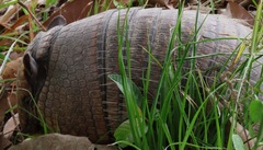 Euphractus sexcinctus