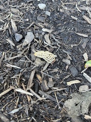 Morchella rufobrunnea