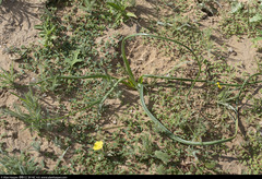 Triteleiopsis palmeri