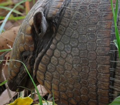 Euphractus sexcinctus