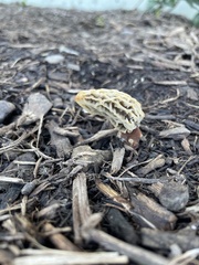 Morchella rufobrunnea