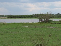 Melanosuchus niger