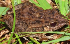 Leptodactylus