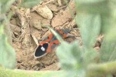 Lygaeus kalmii