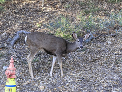 Odocoileus hemionus californicus