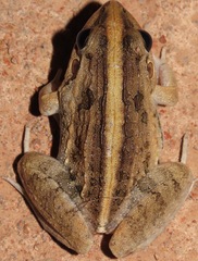 Leptodactylus fuscus