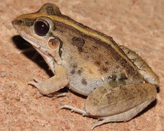 Leptodactylus fuscus