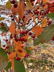 Aronia arbutifolia