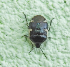 Tritomegas sexmaculatus