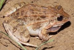 Leptodactylus