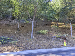 Odocoileus hemionus californicus