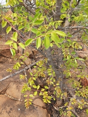 Sclerocarya birrea caffra