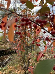 Aronia arbutifolia