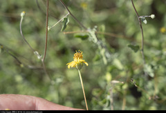 Bahiopsis microphylla