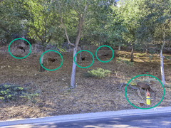 Odocoileus hemionus californicus