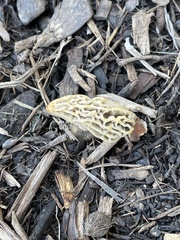 Morchella rufobrunnea