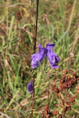 Aconitum volubile