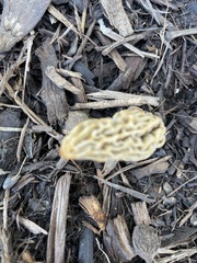 Morchella rufobrunnea