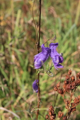Aconitum volubile