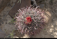 Ferocactus peninsulae
