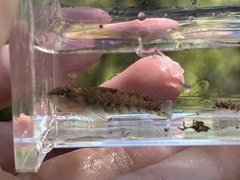 Etheostoma spectabile