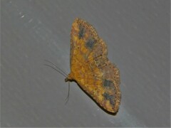 Cerynea thermesialis