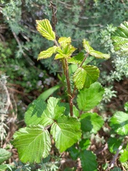 Rubus ulmifolius
