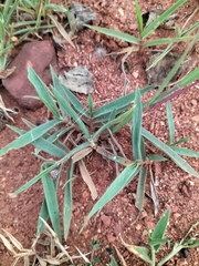 Urochloa serrata