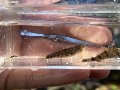 Etheostoma spectabile