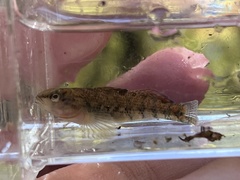Etheostoma spectabile
