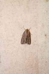 Acronicta lithospila