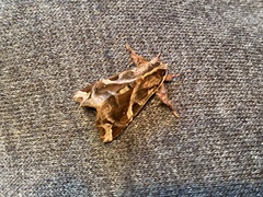 Callopistria floridensis