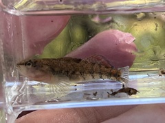 Etheostoma spectabile