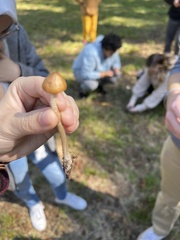 Psilocybe caerulescens