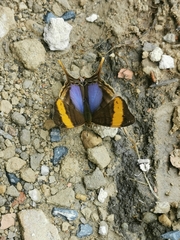 Marpesia corinna