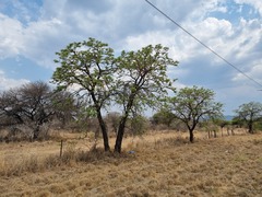 Vachellia rehmanniana