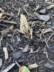 Morchella rufobrunnea