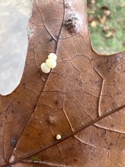 Zopheroteras