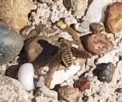 Poecilanthrax lucifer