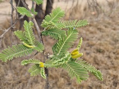 Vachellia rehmanniana
