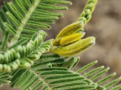 Vachellia rehmanniana