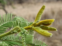 Vachellia rehmanniana