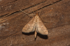 Dolicharthria punctalis