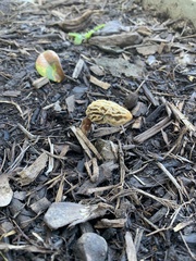 Morchella rufobrunnea